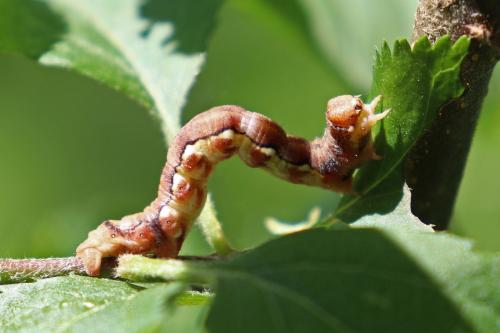 Erannis defoliaria